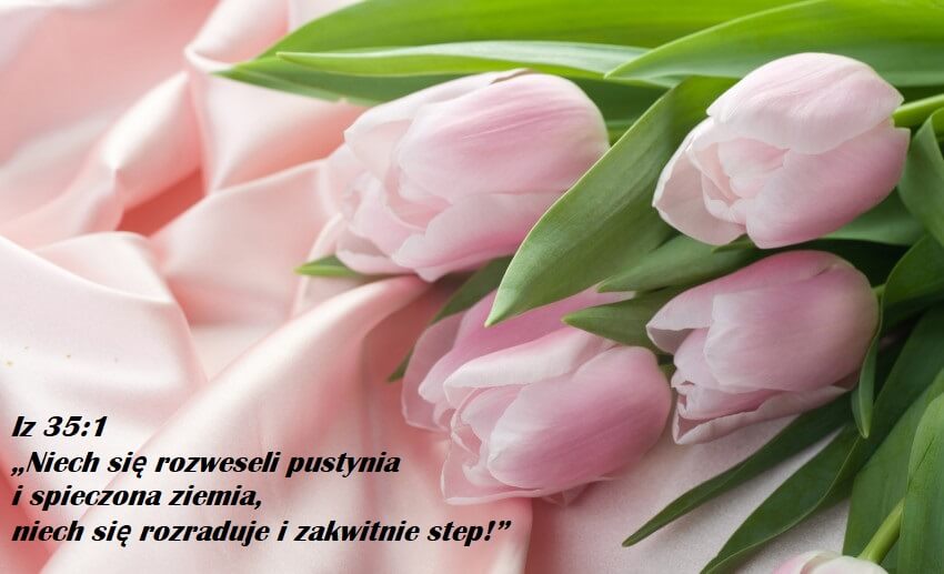Zdjęcie kwiatów